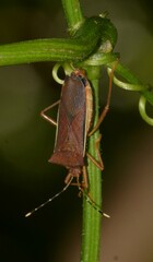 Anasa varicornis