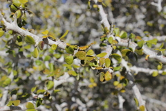 Diospyros nidiformis
