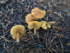 Calocybe naucoria