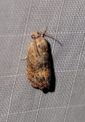 Cydia latiferreana