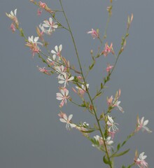 Oenothera lindheimeri