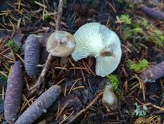Ampulloclitocybe clavipes