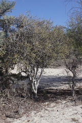 Diospyros nidiformis