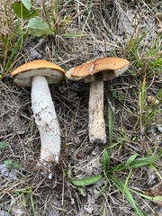 Leccinum albostipitatum