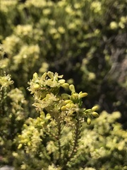 Passerina obtusifolia