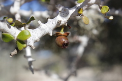 Diospyros nidiformis