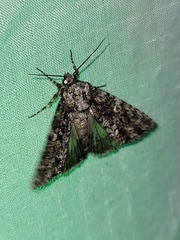 Acronicta afflicta