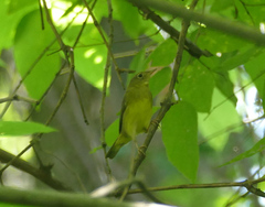 Oporornis agilis