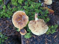 Paxillus involutus