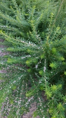 Lespedeza cuneata
