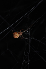 Parasteatoda lunata
