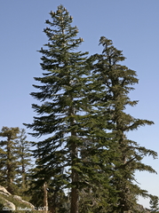 Abies magnifica