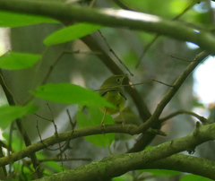 Oporornis agilis