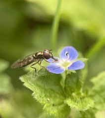 Platycheirus albimanus