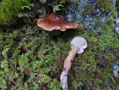 Tricholoma fulvum