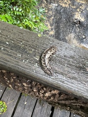 Philomycus carolinianus