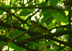 Oporornis agilis