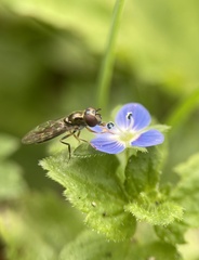 Platycheirus albimanus