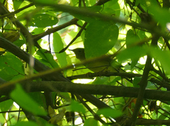 Oporornis agilis