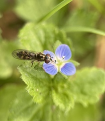 Platycheirus albimanus