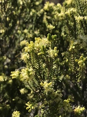 Passerina obtusifolia