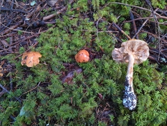 Cortinarius talimultiformis