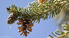 Pinus balfouriana austrina