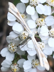 Gillmeria pallidactyla