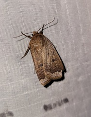 Abagrotis alternata