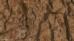 Pinus balfouriana austrina
