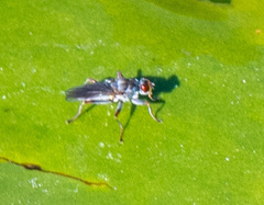 Hydromyza livens
