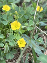 Oxalis dillenii