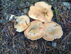 Lactarius aurantiosordidus