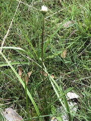 Allittia cardiocarpa