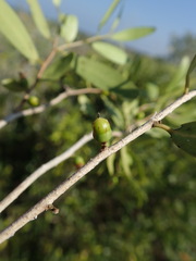 Diospyros myrtifolia