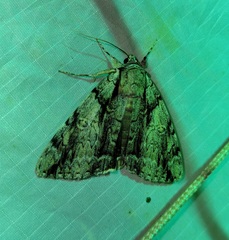 Catocala vidua