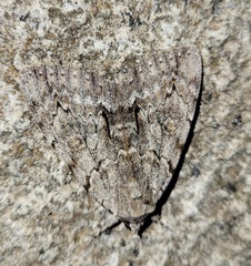 Catocala habilis