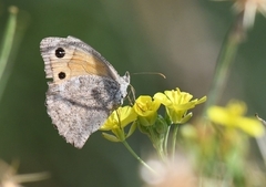 Hyponephele lupinus
