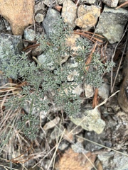 Lomatium cuspidatum