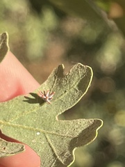 Cynips quercusechinus