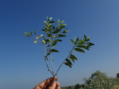 Diospyros myrtifolia