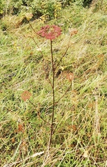 Seseli annuum