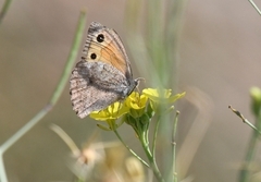 Hyponephele lupinus