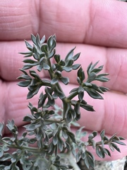 Lomatium cuspidatum