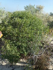 Diospyros myrtifolia