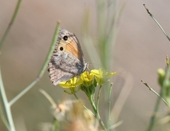 Hyponephele lupinus