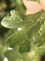 Cynips quercusechinus