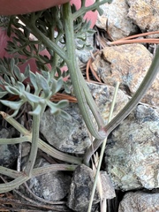 Lomatium cuspidatum