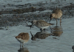 Calidris ferruginea