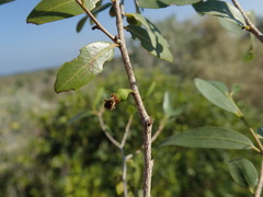 Diospyros myrtifolia
